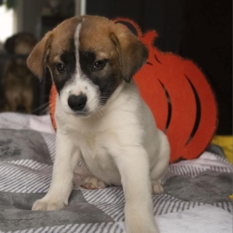 Murtagh, an adoptable Mixed Breed in Duluth, MN, 55804 | Photo Image 3