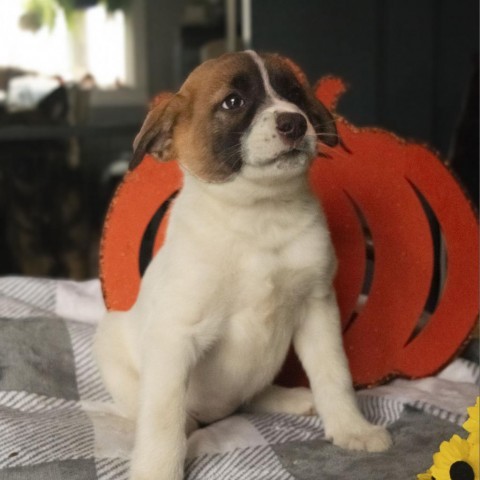 Murtagh, an adoptable Mixed Breed in Duluth, MN, 55804 | Photo Image 5