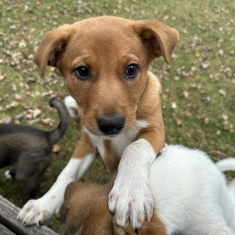 Aria, an adoptable Mixed Breed in Duluth, MN, 55804 | Photo Image 1