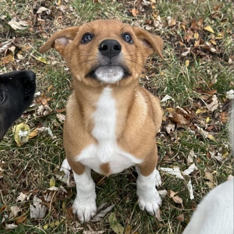 Aria, an adoptable Mixed Breed in Duluth, MN, 55804 | Photo Image 2