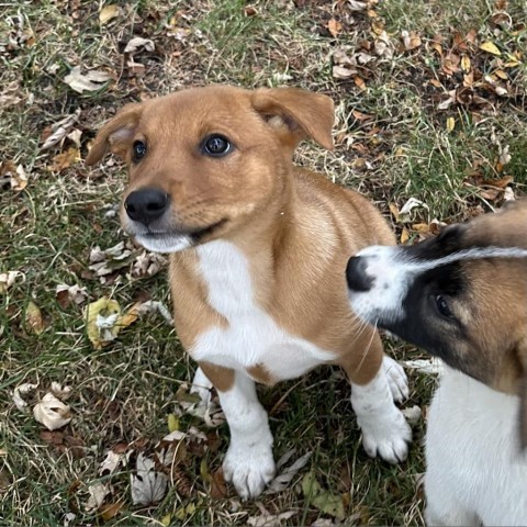 Aria, an adoptable Mixed Breed in Duluth, MN, 55804 | Photo Image 3