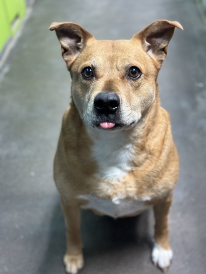 Sammi, an adoptable Terrier, Mixed Breed in Moses Lake, WA, 98837 | Photo Image 1