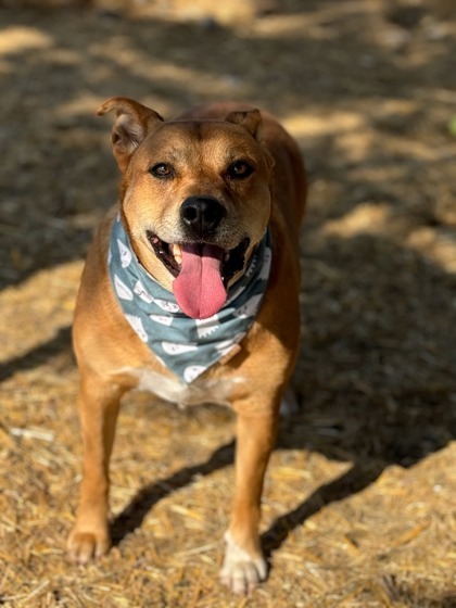 Sammi, an adoptable Terrier, Mixed Breed in Moses Lake, WA, 98837 | Photo Image 2