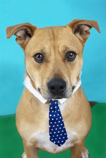 Sammi, an adoptable Terrier, Mixed Breed in Moses Lake, WA, 98837 | Photo Image 3