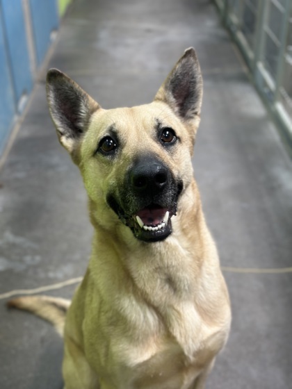 Poppy, an adoptable Belgian Shepherd / Malinois, Mixed Breed in Moses Lake, WA, 98837 | Photo Image 1