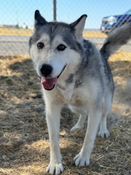 Stitches, an adoptable Siberian Husky, Mixed Breed in Moses Lake, WA, 98837 | Photo Image 1
