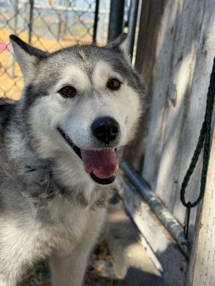 Stitches, an adoptable Siberian Husky, Mixed Breed in Moses Lake, WA, 98837 | Photo Image 2