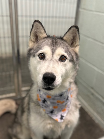 Stitches, an adoptable Siberian Husky, Mixed Breed in Moses Lake, WA, 98837 | Photo Image 3
