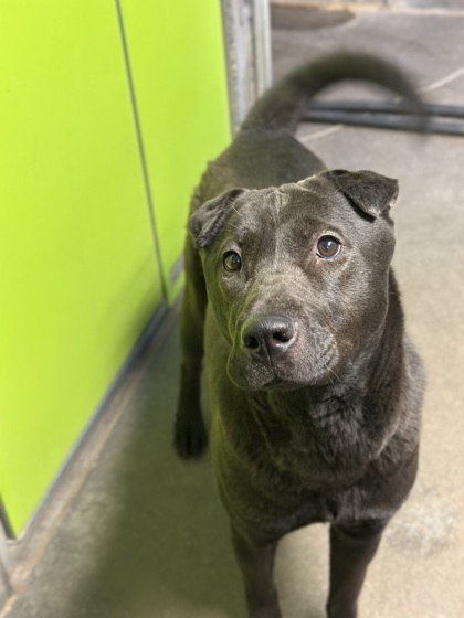 Amara, an adoptable Mixed Breed in Moses Lake, WA, 98837 | Photo Image 1