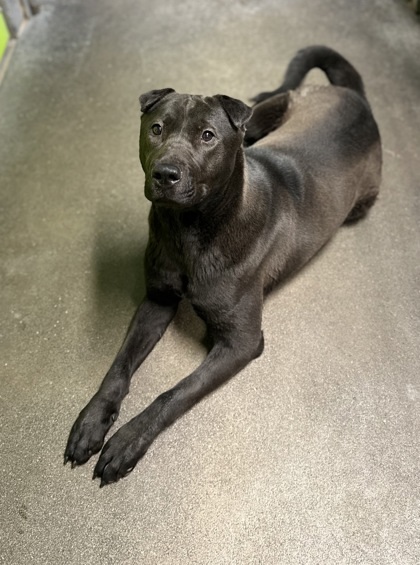 Amara, an adoptable Mixed Breed in Moses Lake, WA, 98837 | Photo Image 2