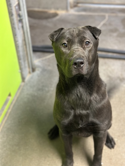 Amara, an adoptable Mixed Breed in Moses Lake, WA, 98837 | Photo Image 3