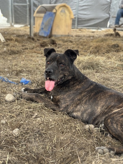 Zeus, an adoptable Pit Bull Terrier, Mixed Breed in Moses Lake, WA, 98837 | Photo Image 1