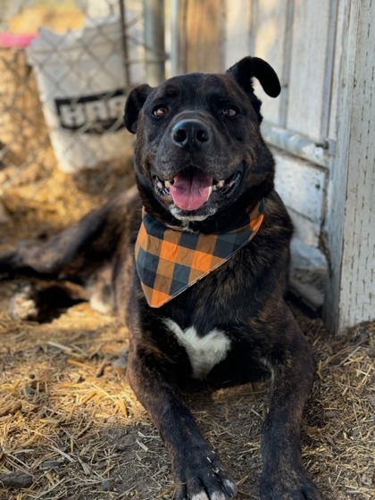 Zeus, an adoptable Pit Bull Terrier, Mixed Breed in Moses Lake, WA, 98837 | Photo Image 2
