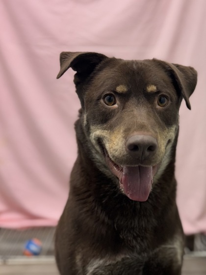 Prince, an adoptable Mixed Breed in Moses Lake, WA, 98837 | Photo Image 1