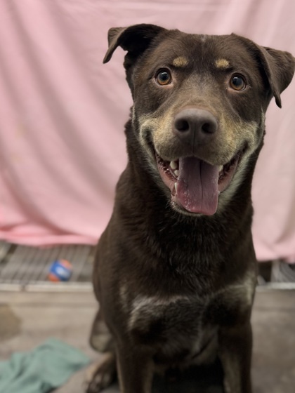Prince, an adoptable Mixed Breed in Moses Lake, WA, 98837 | Photo Image 3