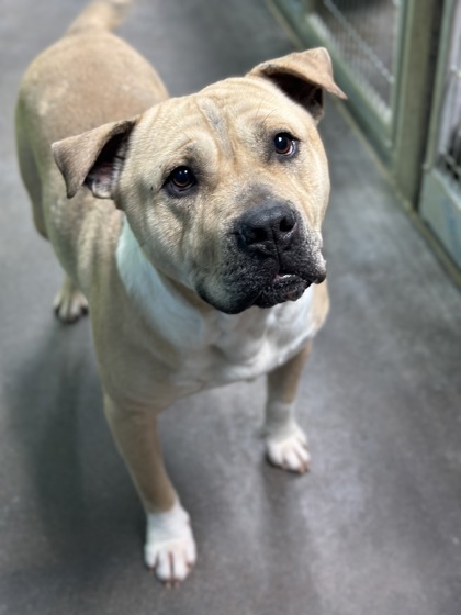 Tators, an adoptable Pit Bull Terrier, Mixed Breed in Moses Lake, WA, 98837 | Photo Image 1