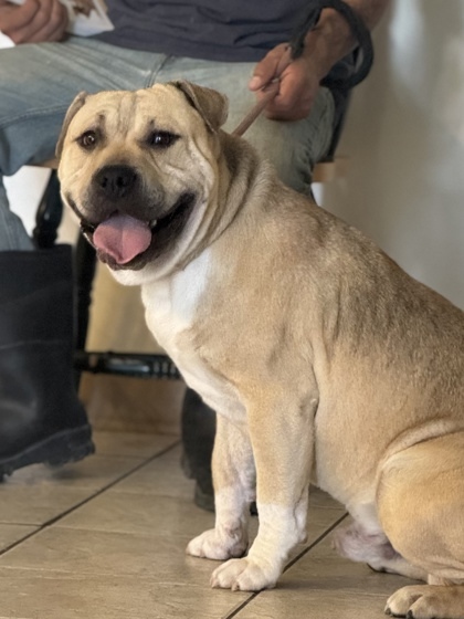Tators, an adoptable Pit Bull Terrier, Mixed Breed in Moses Lake, WA, 98837 | Photo Image 2