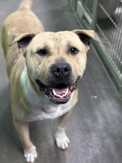Tators, an adoptable Pit Bull Terrier, Mixed Breed in Moses Lake, WA, 98837 | Photo Image 3