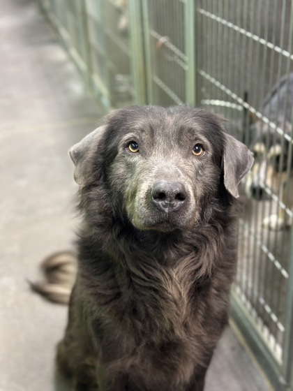 Marge, an adoptable Curly-Coated Retriever, Mixed Breed in Moses Lake, WA, 98837 | Photo Image 1