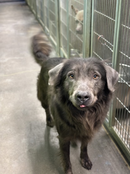 Marge, an adoptable Curly-Coated Retriever, Mixed Breed in Moses Lake, WA, 98837 | Photo Image 2