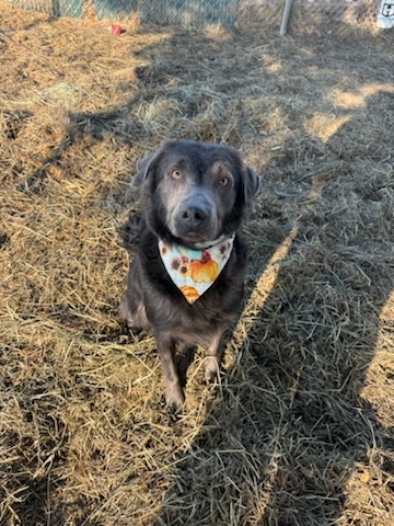 Marge, an adoptable Curly-Coated Retriever, Mixed Breed in Moses Lake, WA, 98837 | Photo Image 3