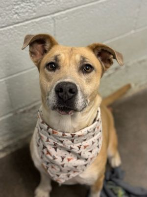 Rosa, Adult Female Pit Bull Terrier