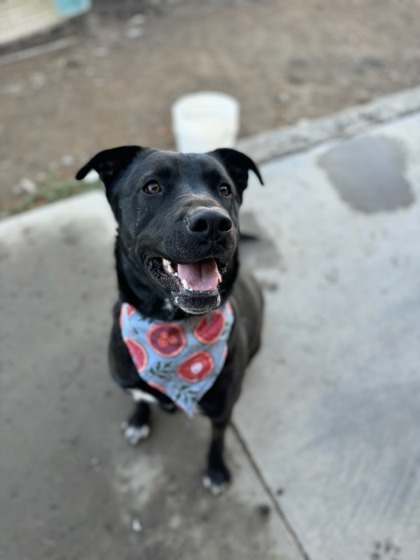 Franny, an adoptable Mixed Breed in Moses Lake, WA, 98837 | Photo Image 1