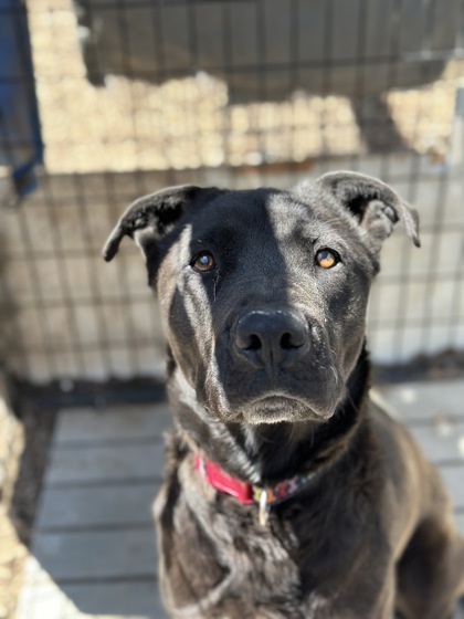 Franny, an adoptable Mixed Breed in Moses Lake, WA, 98837 | Photo Image 2