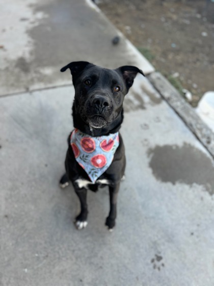Franny, an adoptable Mixed Breed in Moses Lake, WA, 98837 | Photo Image 3