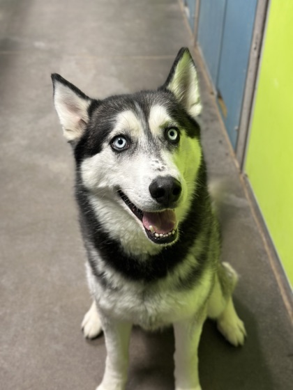 Houdini, an adoptable Siberian Husky, Mixed Breed in Moses Lake, WA, 98837 | Photo Image 1