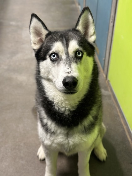Houdini, an adoptable Siberian Husky, Mixed Breed in Moses Lake, WA, 98837 | Photo Image 3