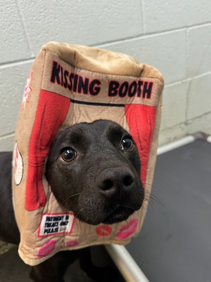 Hippy, an adoptable Terrier, Mixed Breed in Moses Lake, WA, 98837 | Photo Image 1