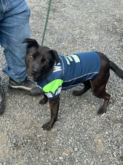 Hippy, an adoptable Terrier, Mixed Breed in Moses Lake, WA, 98837 | Photo Image 2