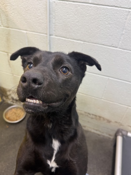 Hippy, an adoptable Terrier, Mixed Breed in Moses Lake, WA, 98837 | Photo Image 3