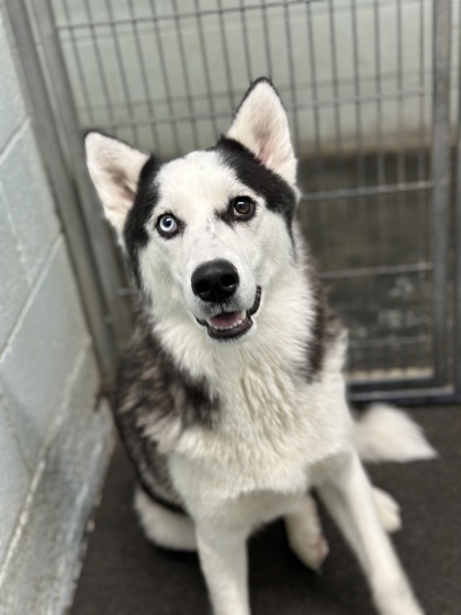 Chorizo, an adoptable Siberian Husky, Mixed Breed in Moses Lake, WA, 98837 | Photo Image 1