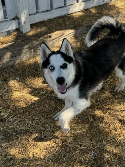 Chorizo, an adoptable Siberian Husky, Mixed Breed in Moses Lake, WA, 98837 | Photo Image 2