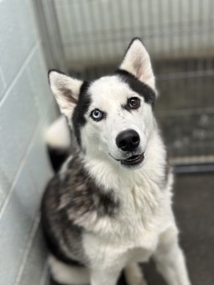 Chorizo, an adoptable Siberian Husky, Mixed Breed in Moses Lake, WA, 98837 | Photo Image 3