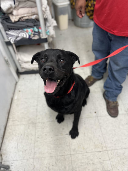 Lincoln, an adoptable Rottweiler, Mixed Breed in Moses Lake, WA, 98837 | Photo Image 1
