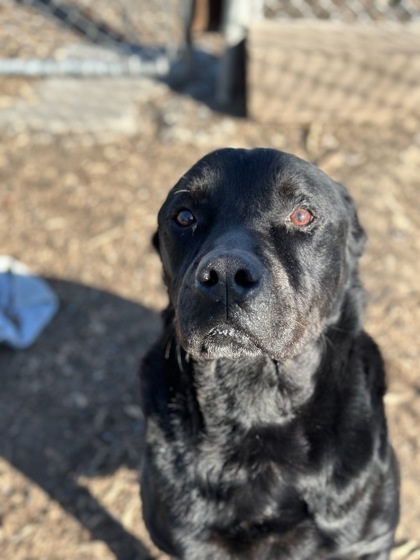 Lincoln, an adoptable Rottweiler, Mixed Breed in Moses Lake, WA, 98837 | Photo Image 2