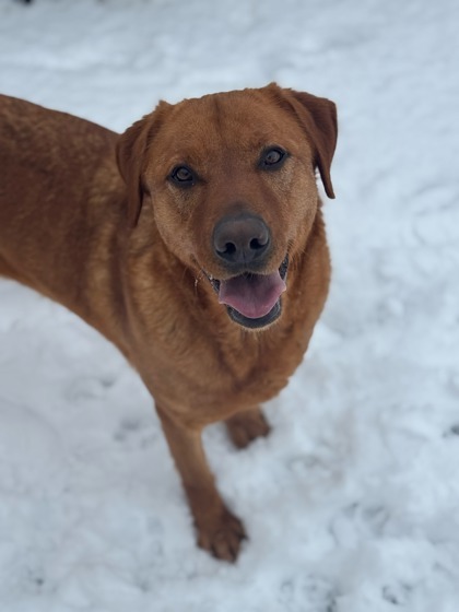 Fig, an adoptable Labrador Retriever, Mixed Breed in Moses Lake, WA, 98837 | Photo Image 1