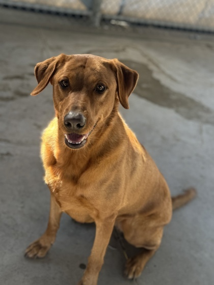 Fig, an adoptable Labrador Retriever, Mixed Breed in Moses Lake, WA, 98837 | Photo Image 2