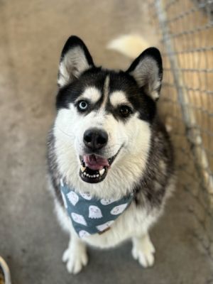 China, Adult Female Siberian Husky