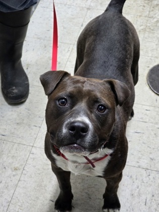 Goblin, an adoptable Mixed Breed in Moses Lake, WA, 98837 | Photo Image 1