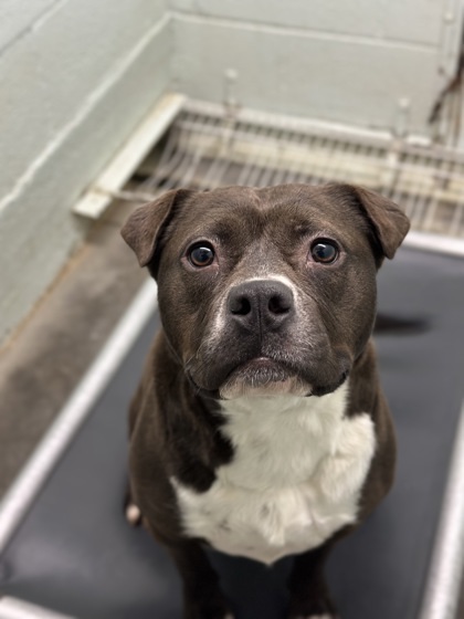 Goblin, an adoptable Mixed Breed in Moses Lake, WA, 98837 | Photo Image 2