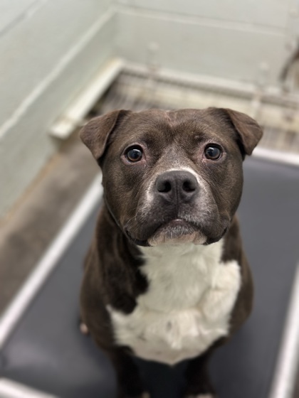 Goblin, an adoptable Mixed Breed in Moses Lake, WA, 98837 | Photo Image 3
