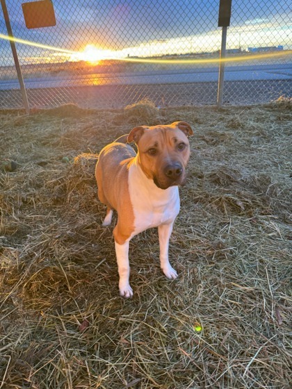Buddy, an adoptable Pit Bull Terrier, Mixed Breed in Moses Lake, WA, 98837 | Photo Image 2