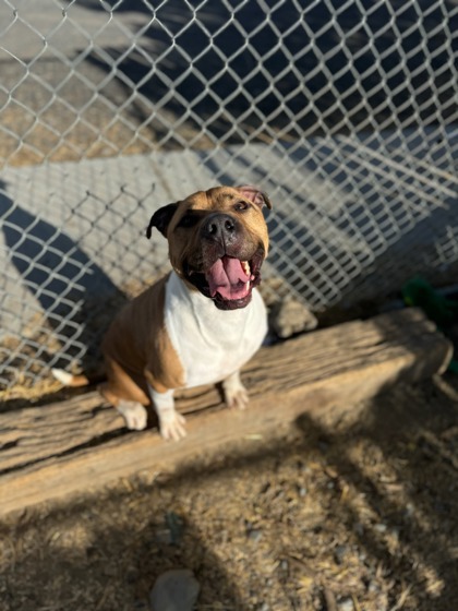 Buddy, an adoptable Pit Bull Terrier, Mixed Breed in Moses Lake, WA, 98837 | Photo Image 3