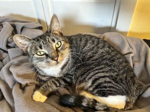 Uf Litter Mooncake (Mom), Adult Female Domestic Short Hair