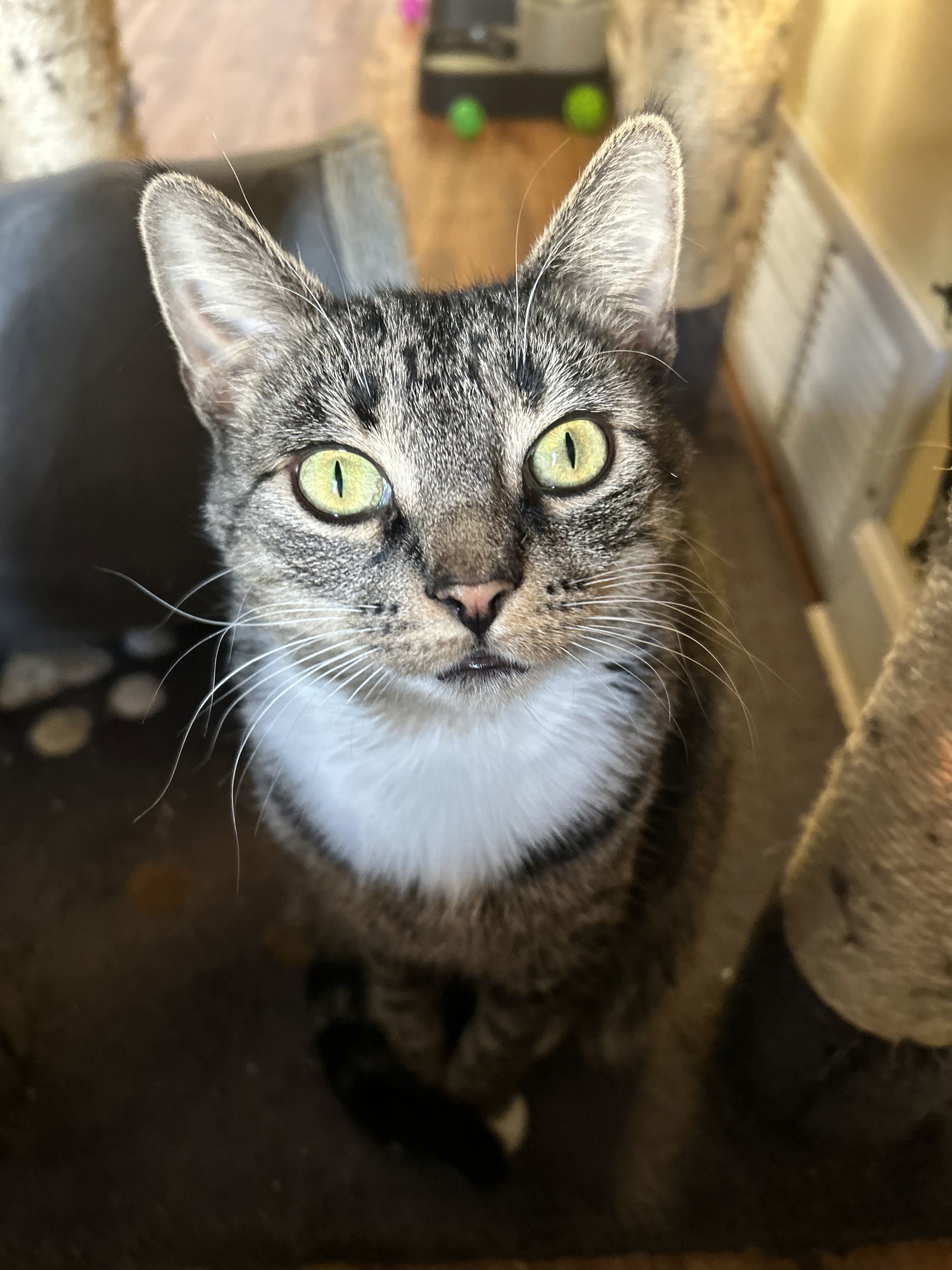 Uf Litter Mooncake (Mom)