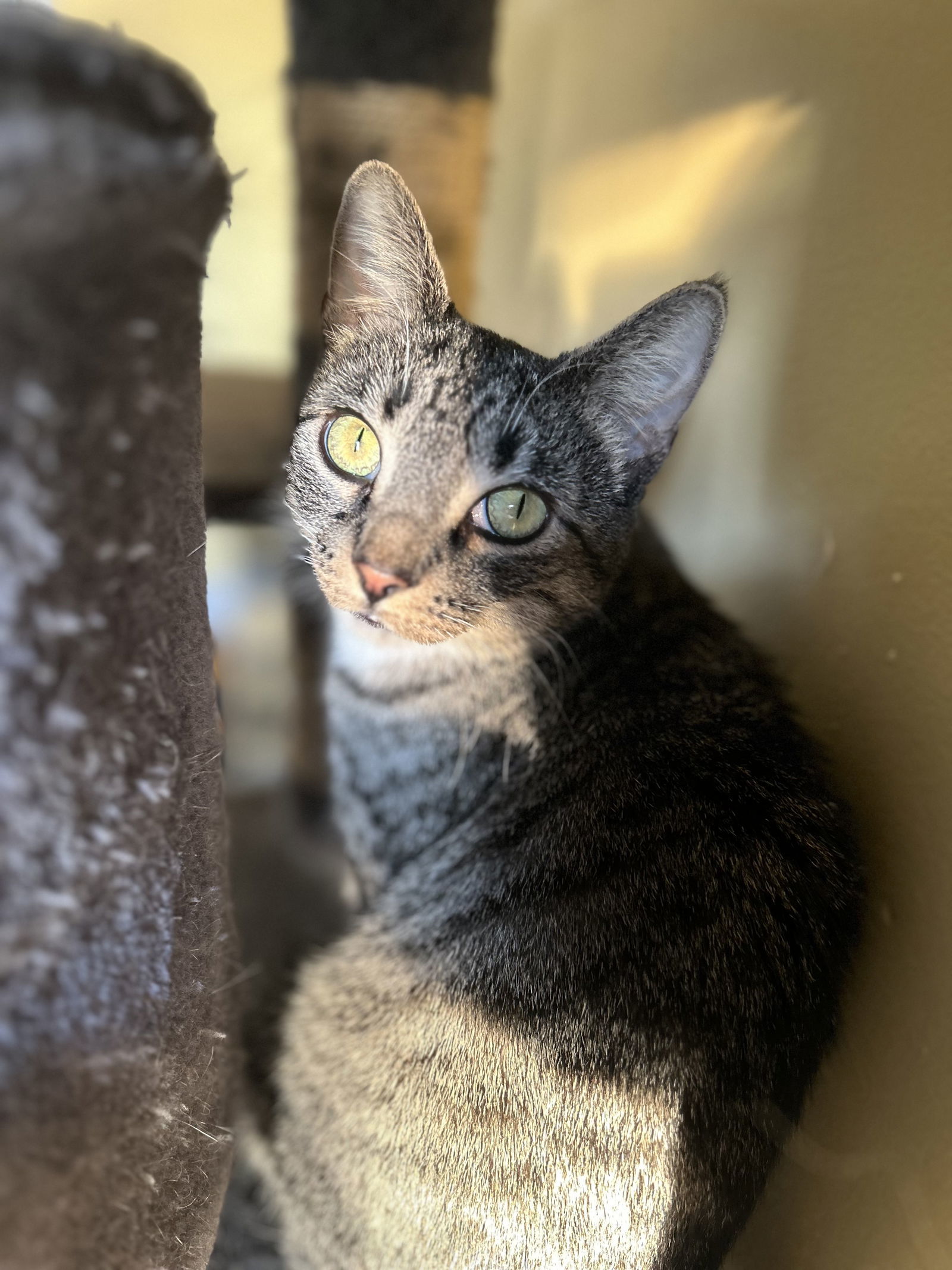 Uf Litter Mooncake (Mom)